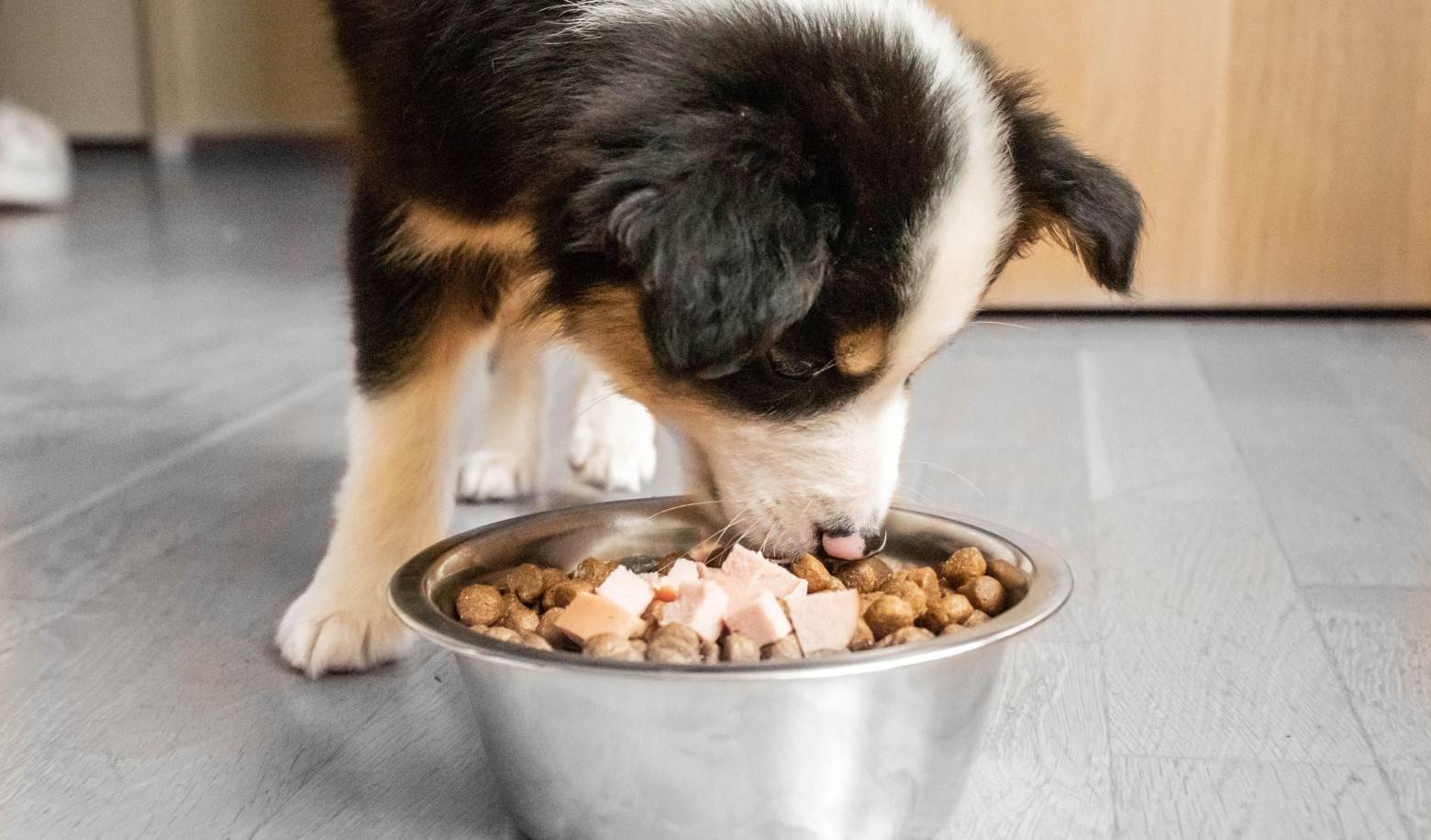 What are your dog's eating habits like?