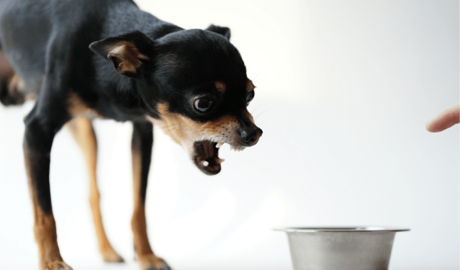 How does your dog react when you try to take their toys or food?