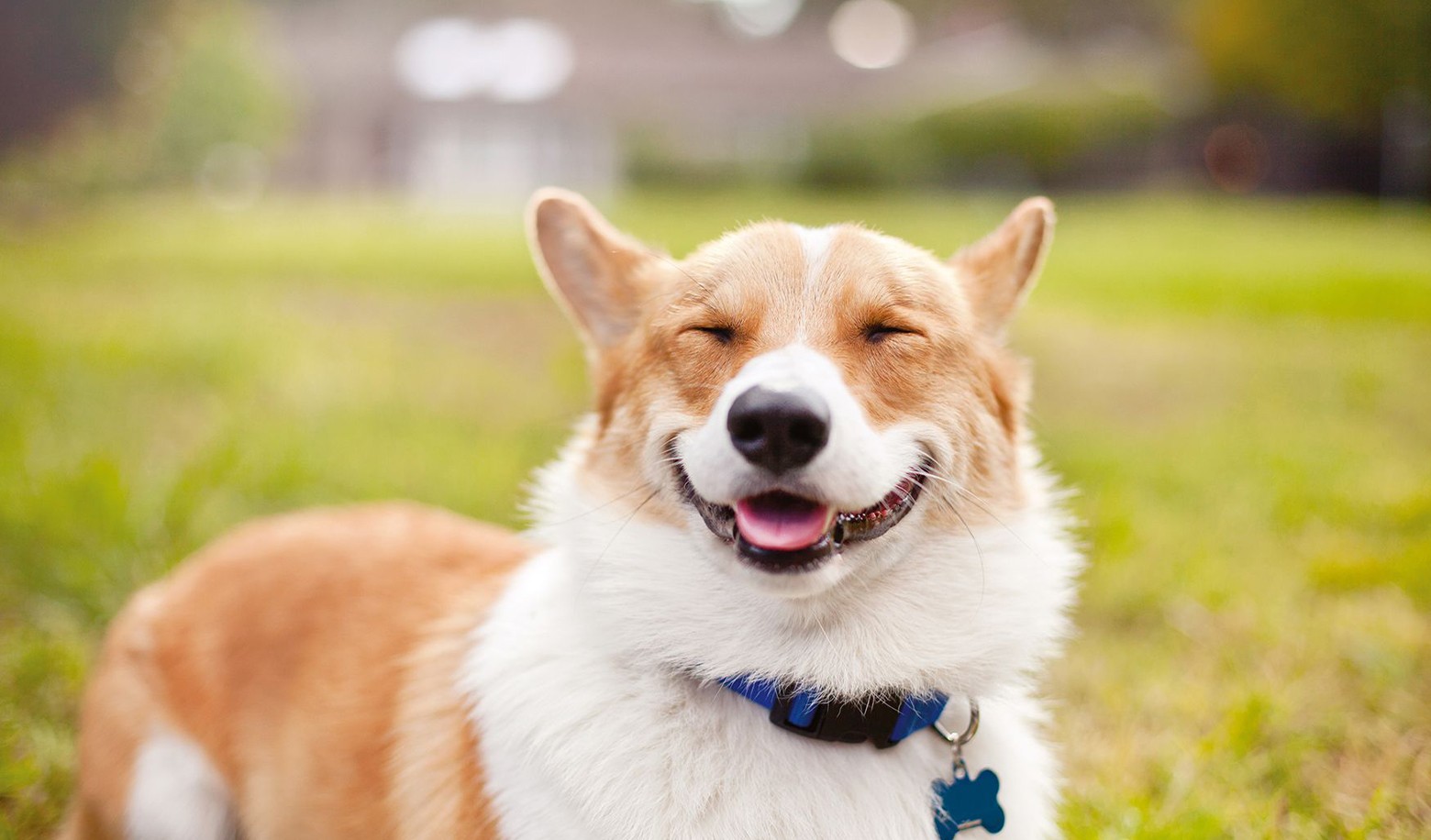 When you are busy, how do you want your pet to behave?