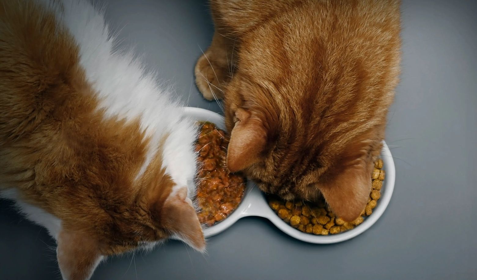 What is your favorite food?