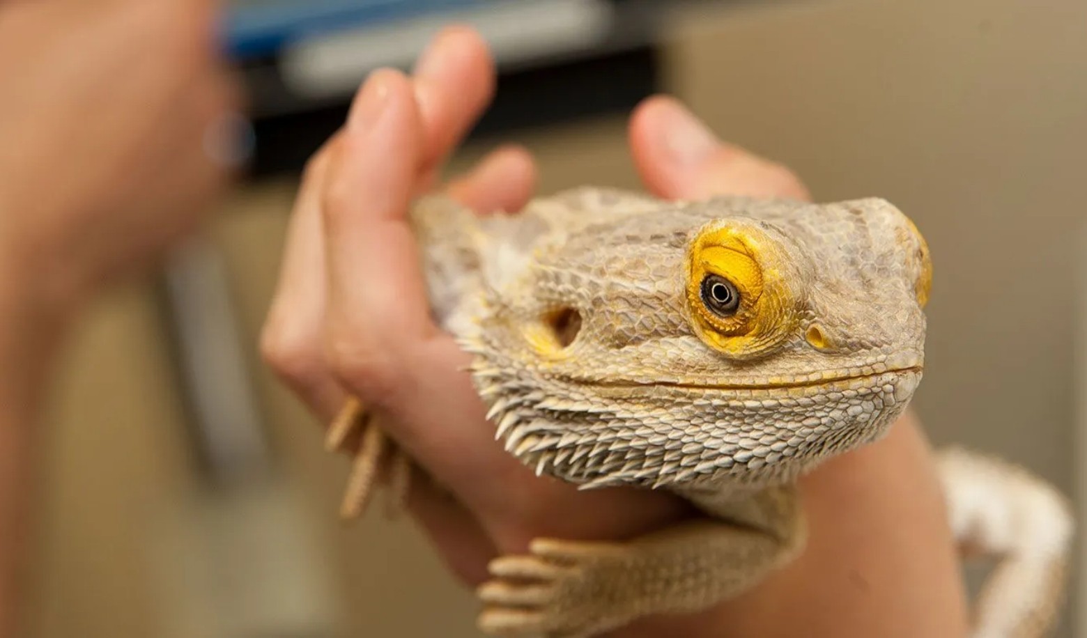 How much space do you have for a pet?