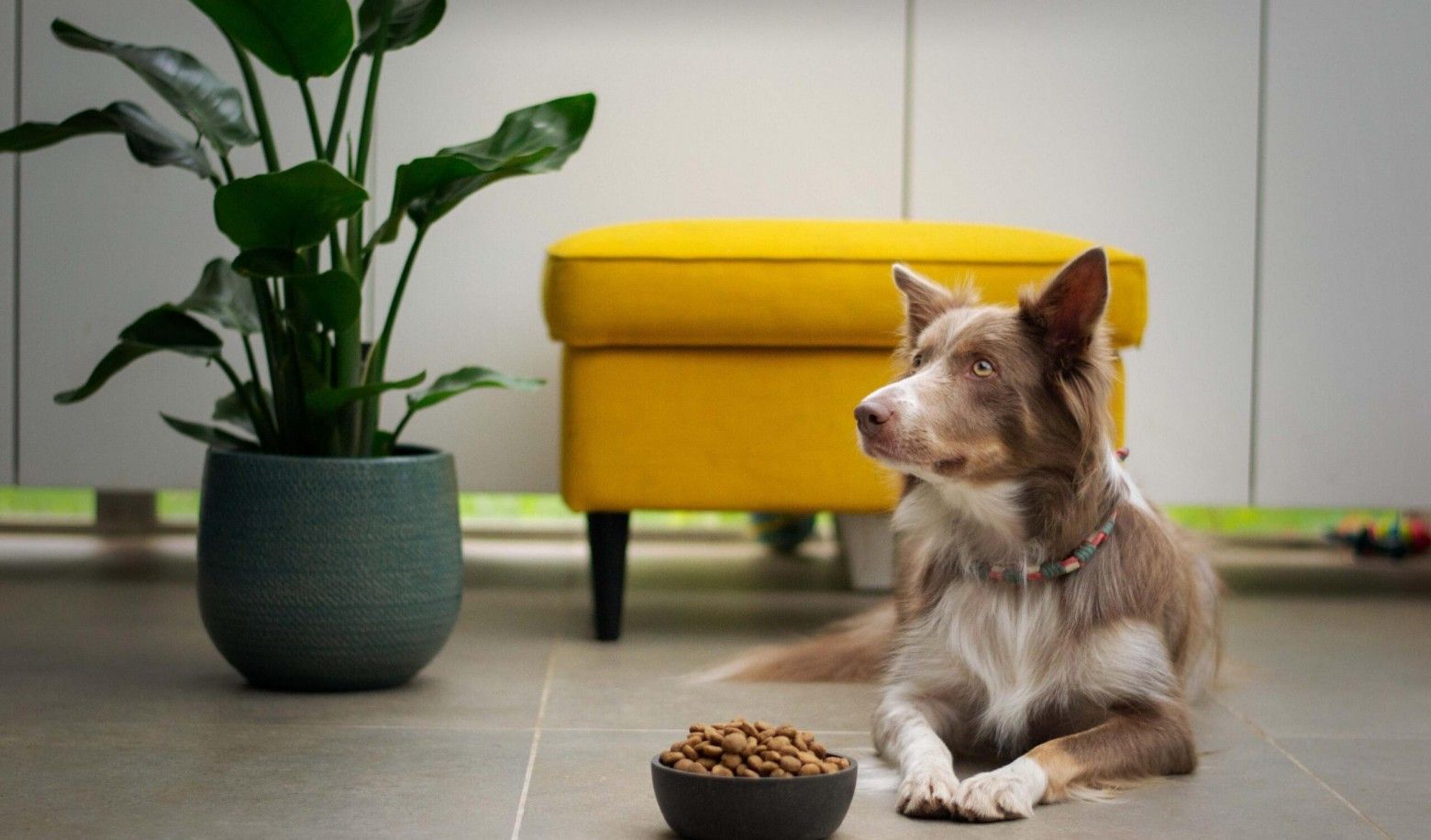 How does your dog react when you feed him?