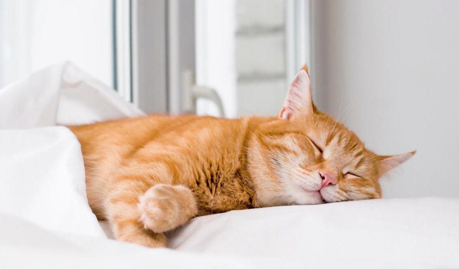 Does your cat sleep more when you are around?
