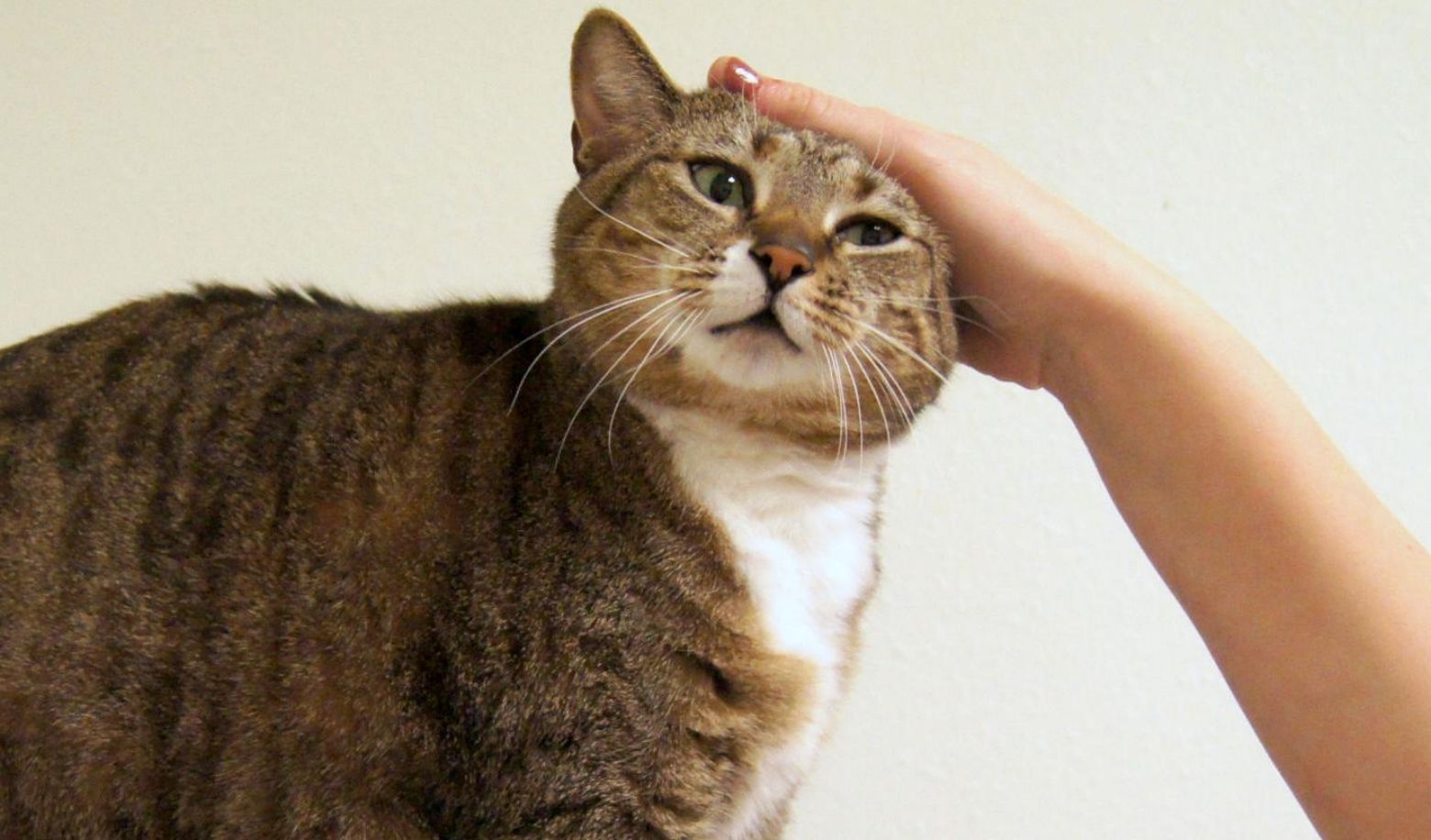 How does your cat react when you pet it?