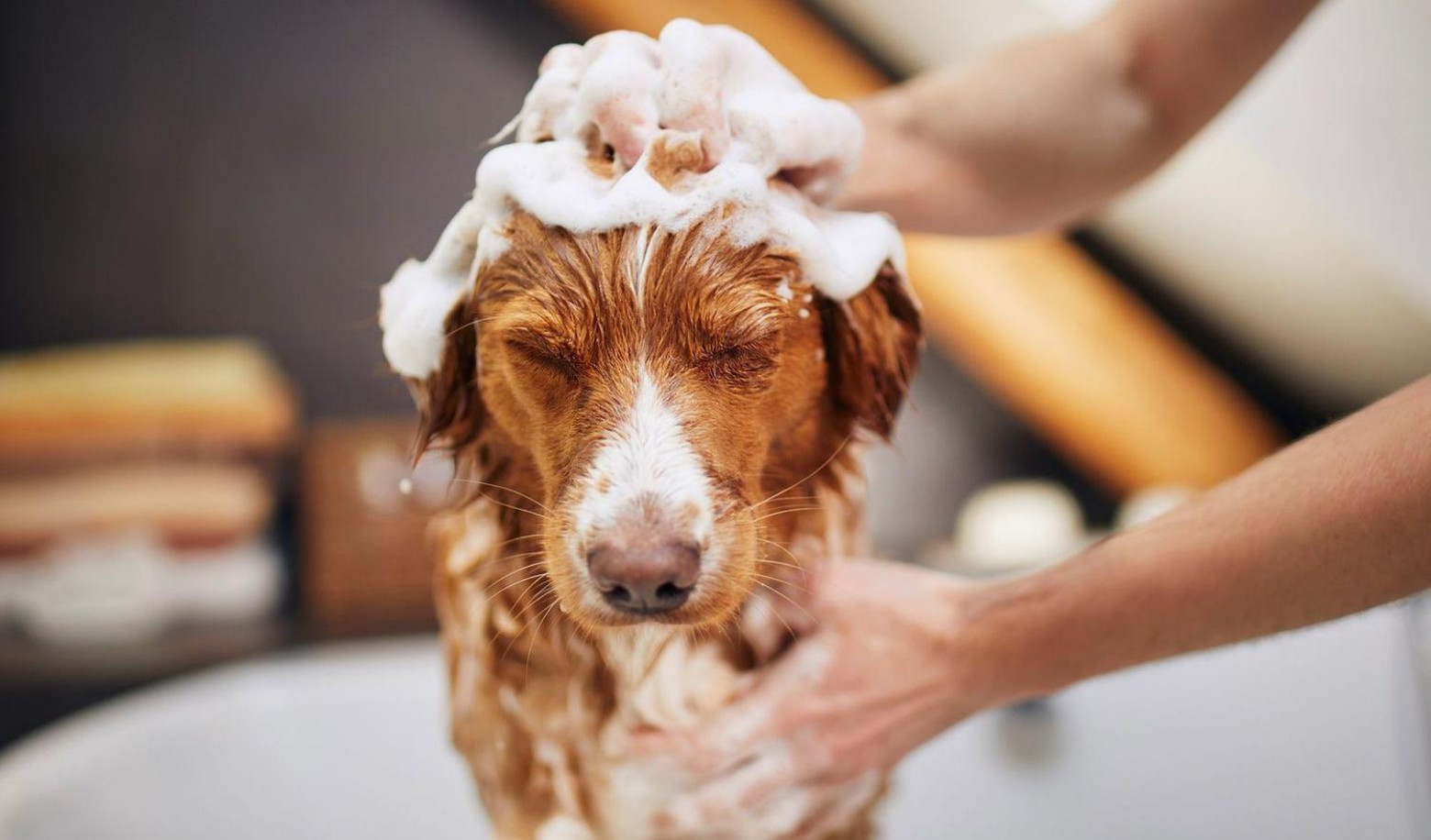 What happens when you bathe your dog?