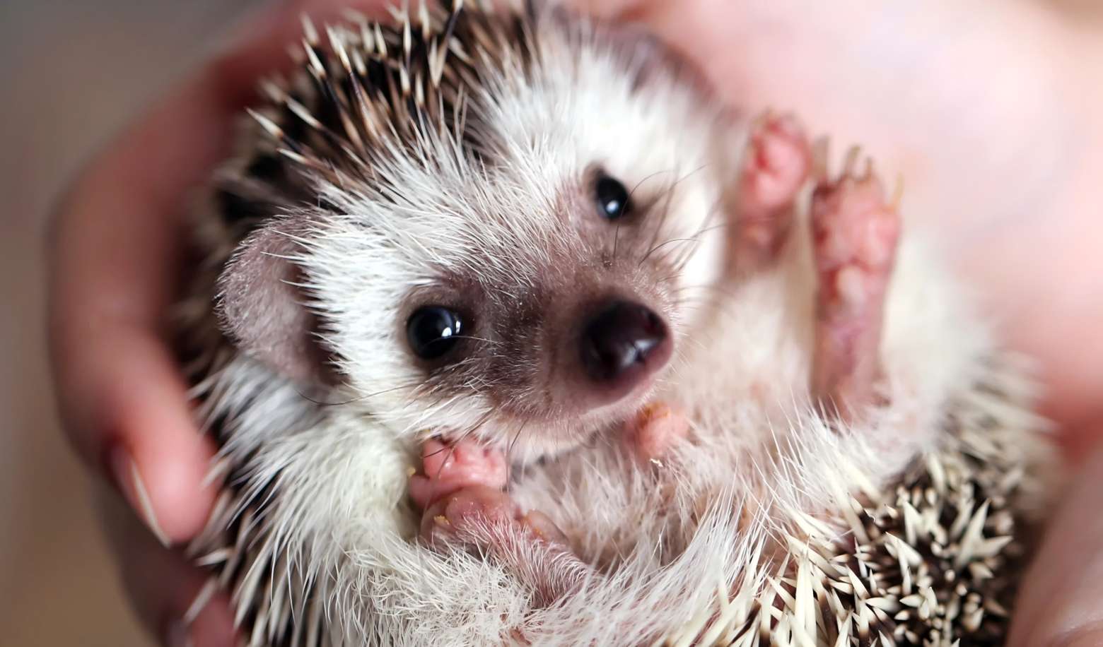 What kind of living environment do you prefer to provide for your pet?
