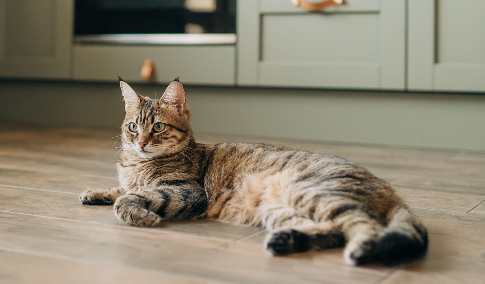 Does your cat make eye contact with you?