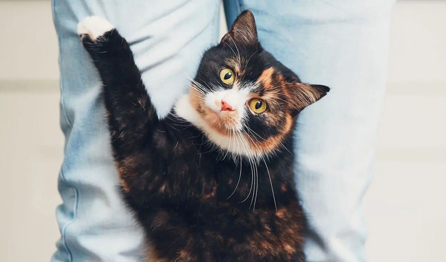 How does your cat react when you relax?