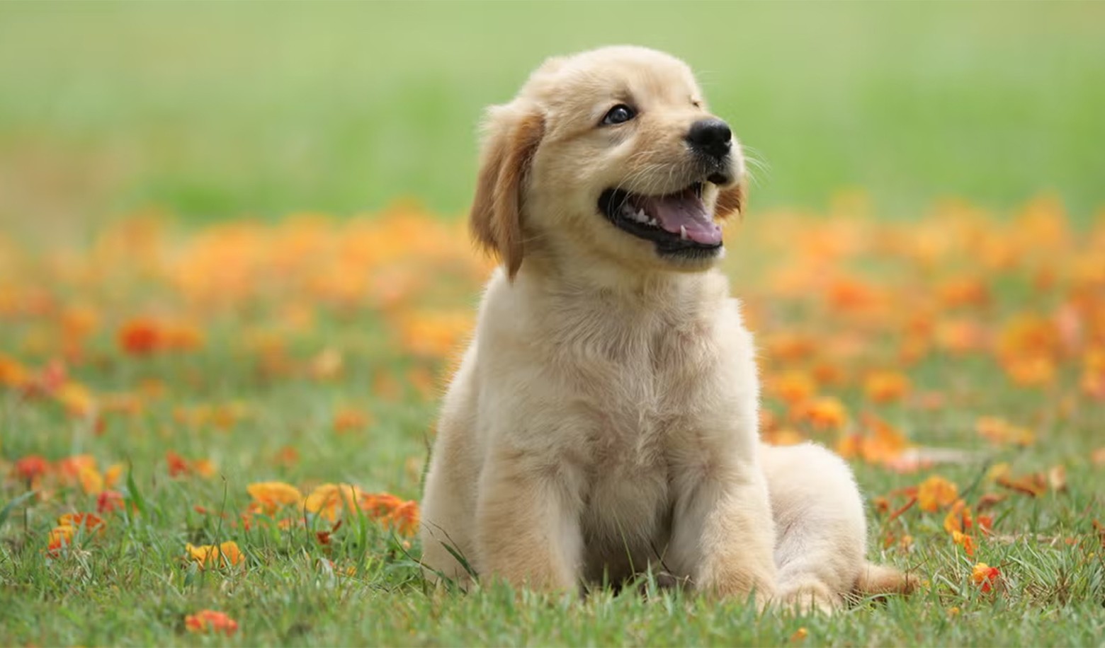 When choosing a pet, what qualities do you value most in a pet?