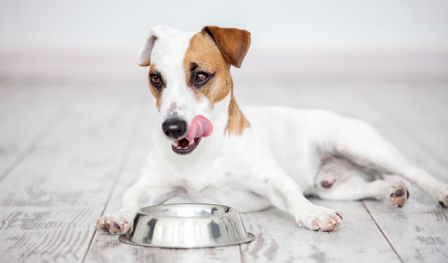 What is your dog's energy level like after a meal?
