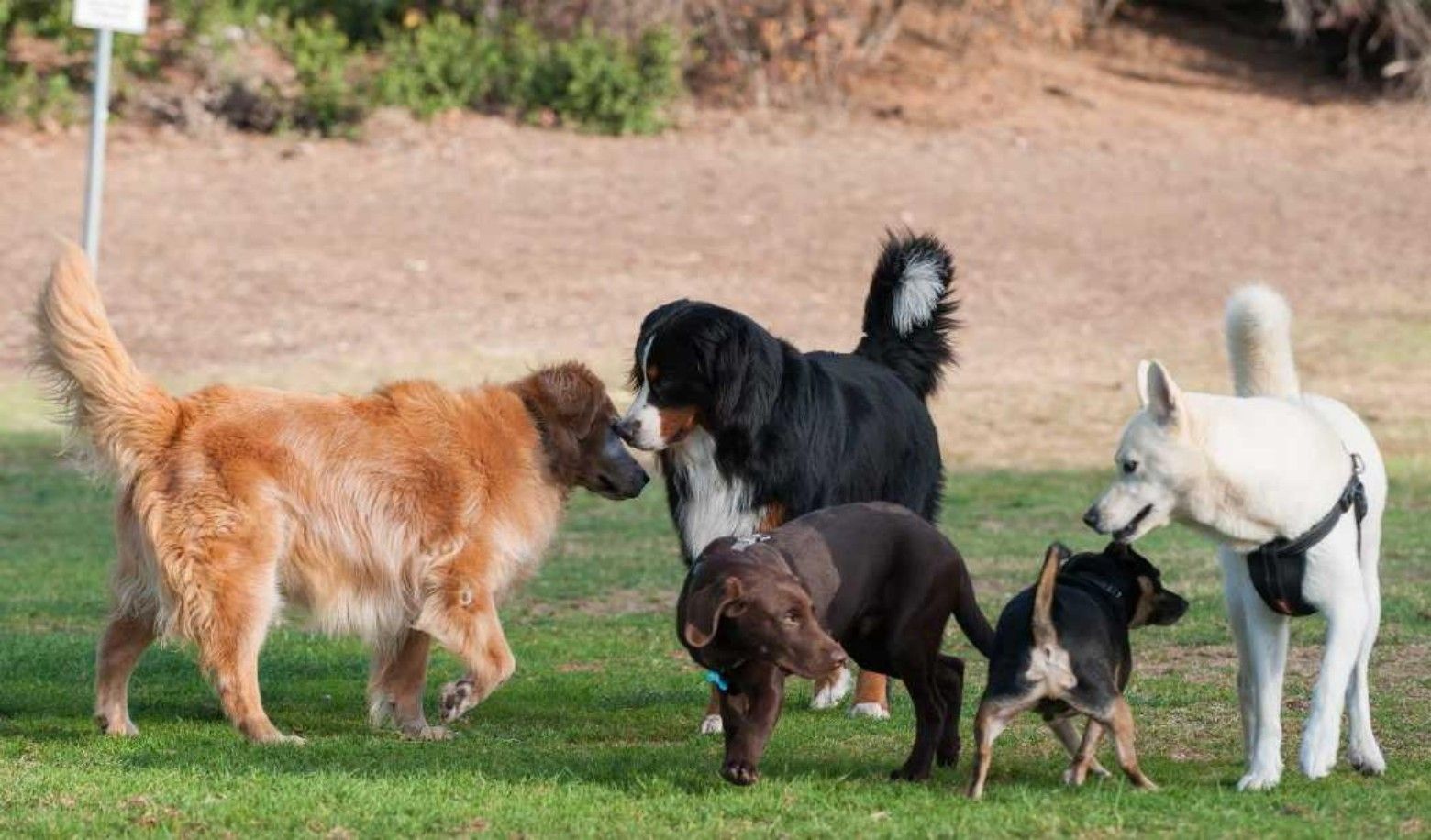 How do your dogs react when you introduce them to new people or pets?
