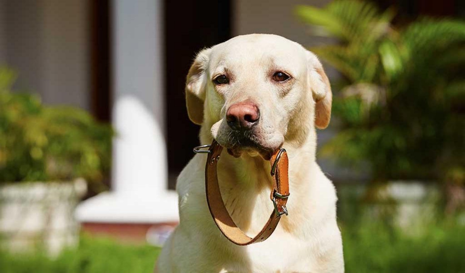 What does your dog do when you reach for their collar?