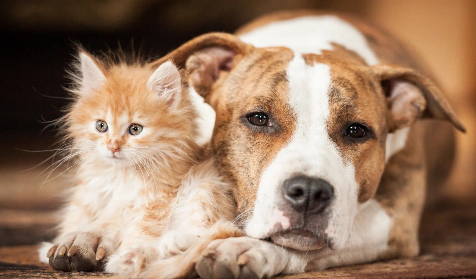 How does your dog react to other animals?
