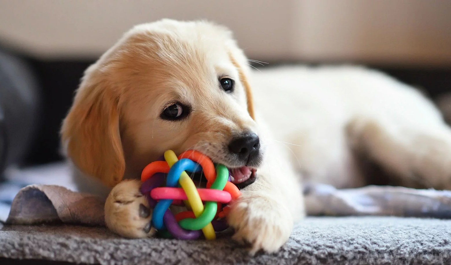 How does your dog react to a new toy?