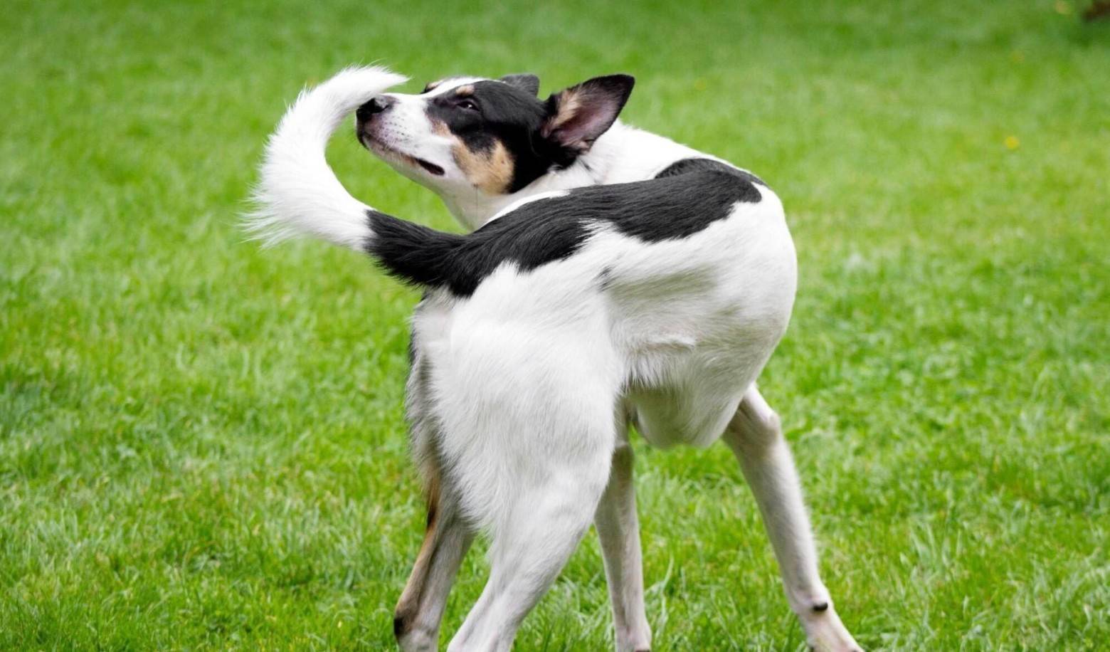 When you play with your dog, how does he usually react?