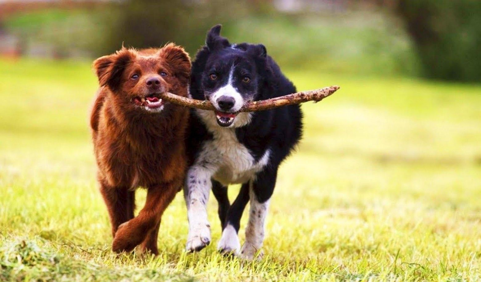 How does your dog interact with other dogs/people?