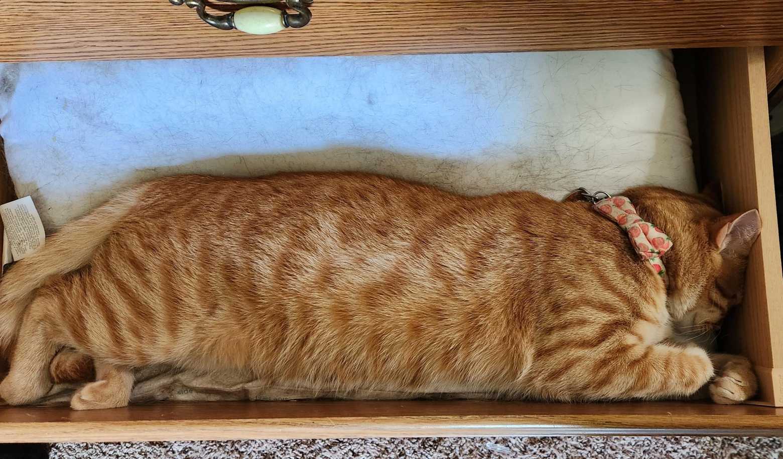 Can your cat open doors or drawers?