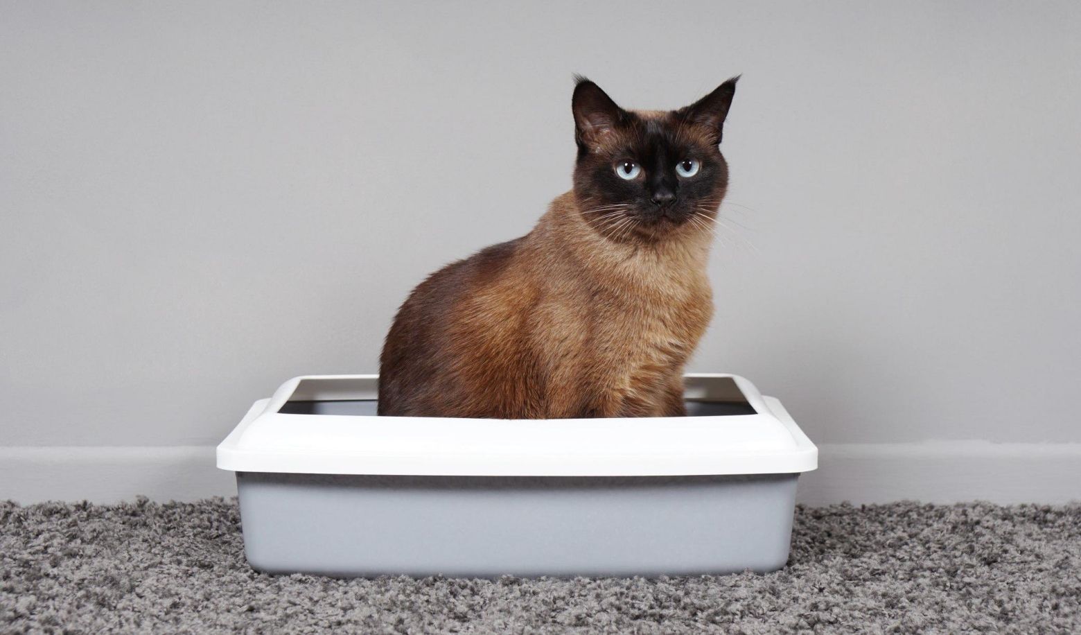 Does your cat always use the litter box?