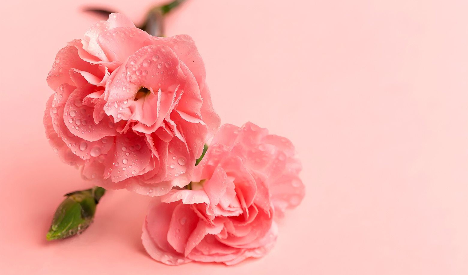 What color of flowers do you prefer as a gift?