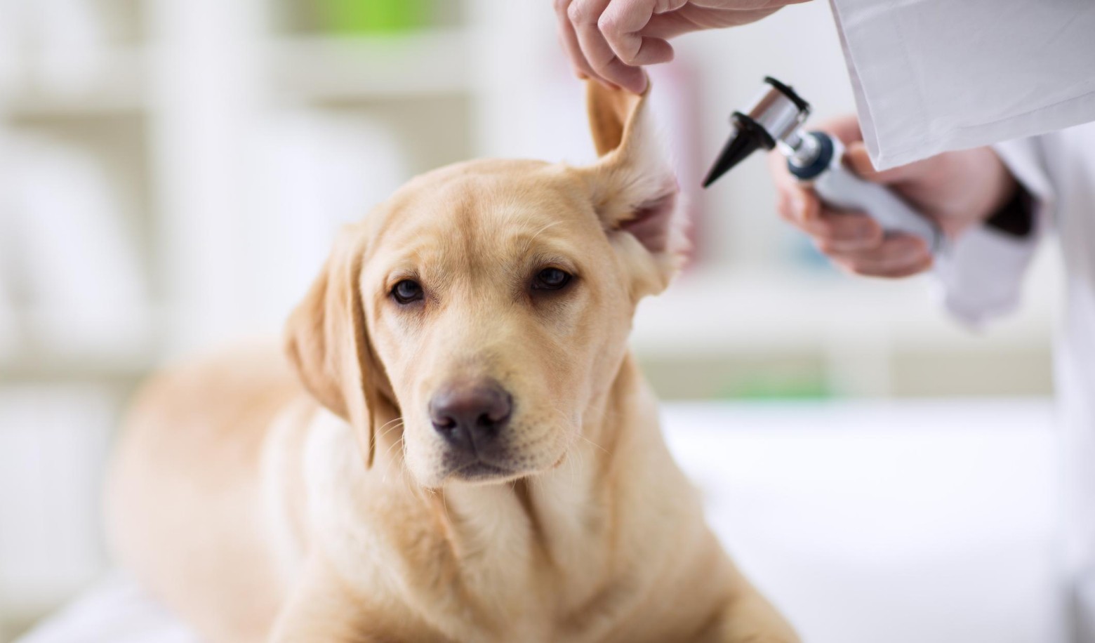 How does your dog behave during veterinary visits?
