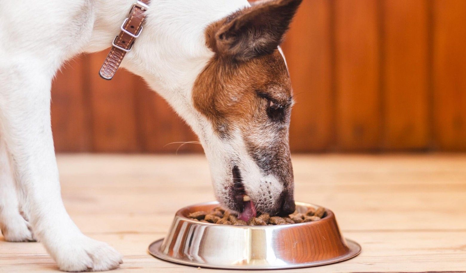 How does your dog eat?