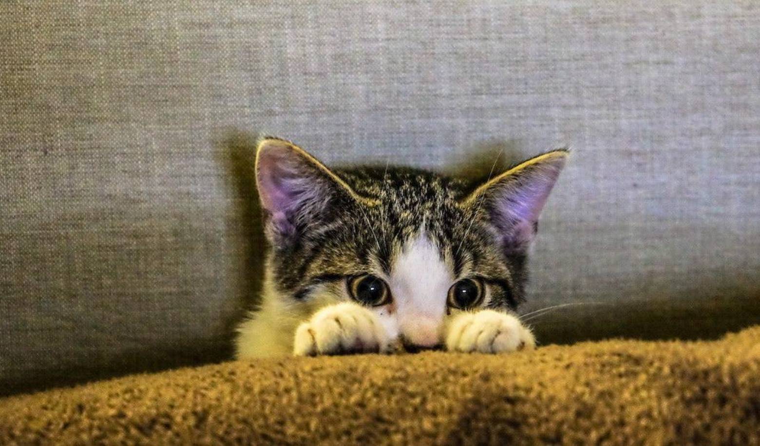 Does your cat respond when you call its name?