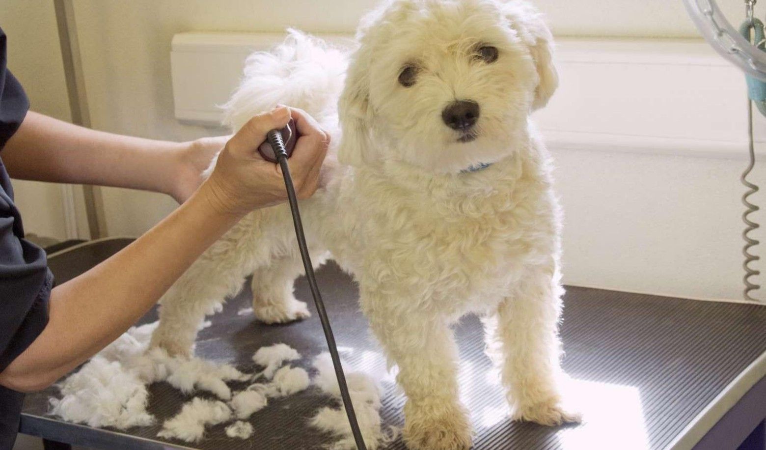 How does your dog groom?