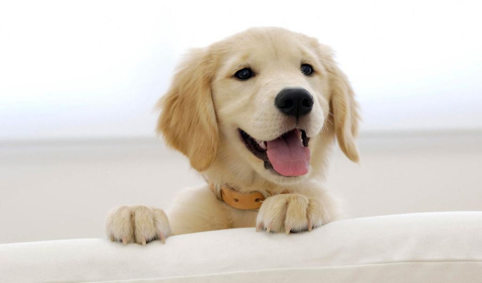 What will the puppy do when you are cooking or doing housework?