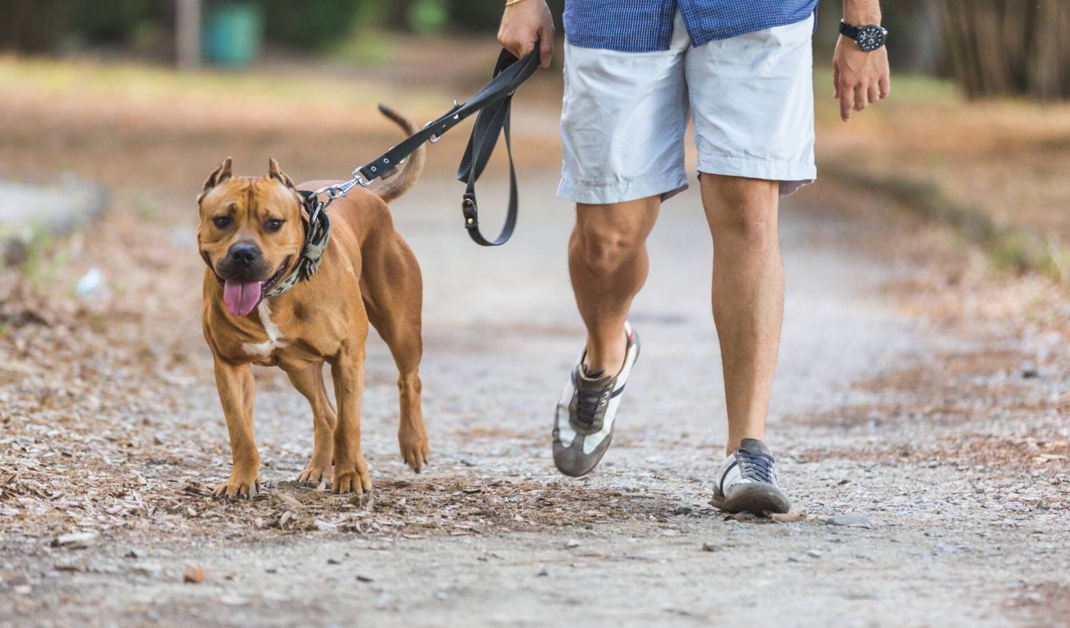 When you walk with your dog, what does it tend to do?