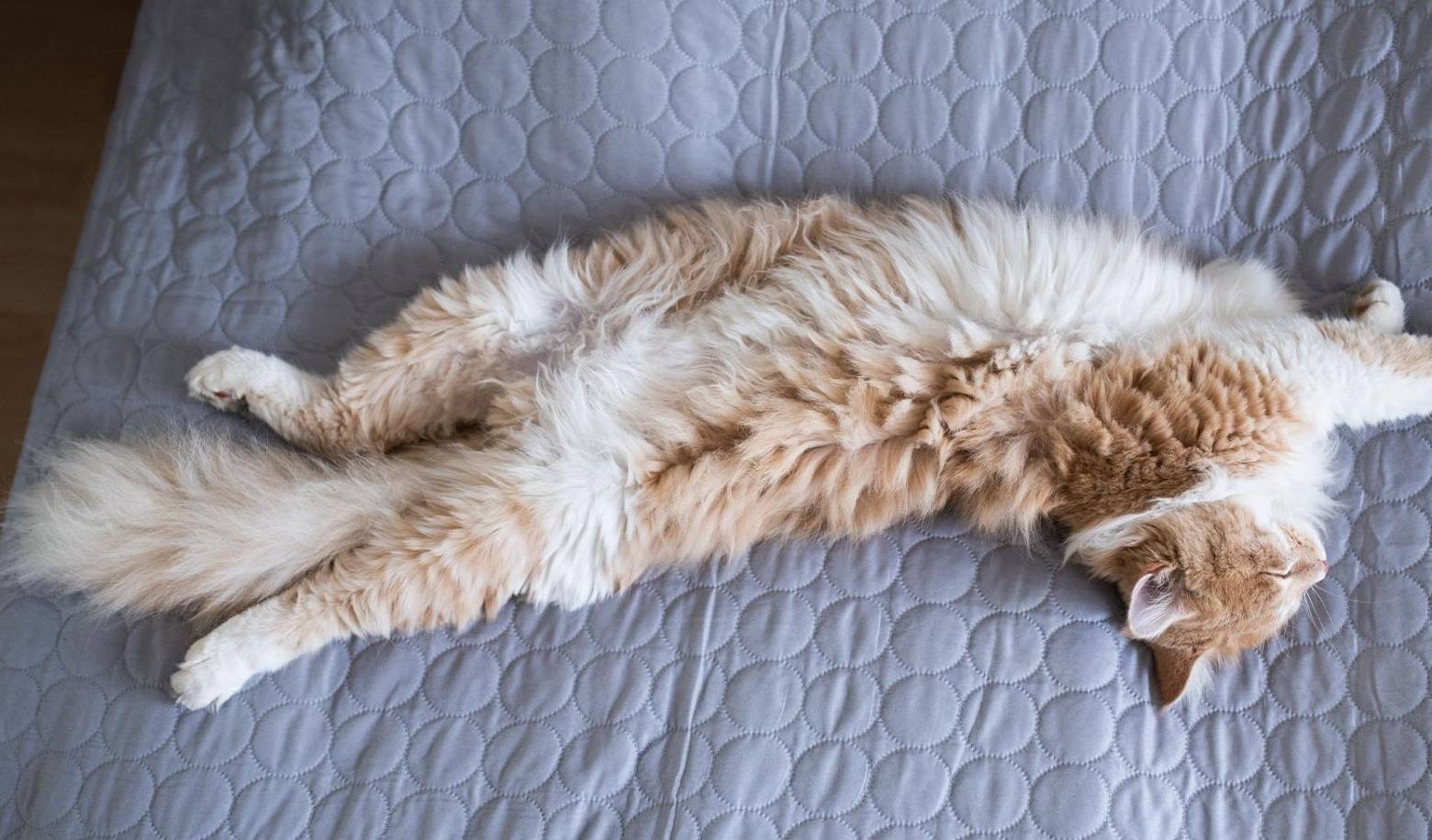 Does your cat ever sleep on his back around you?