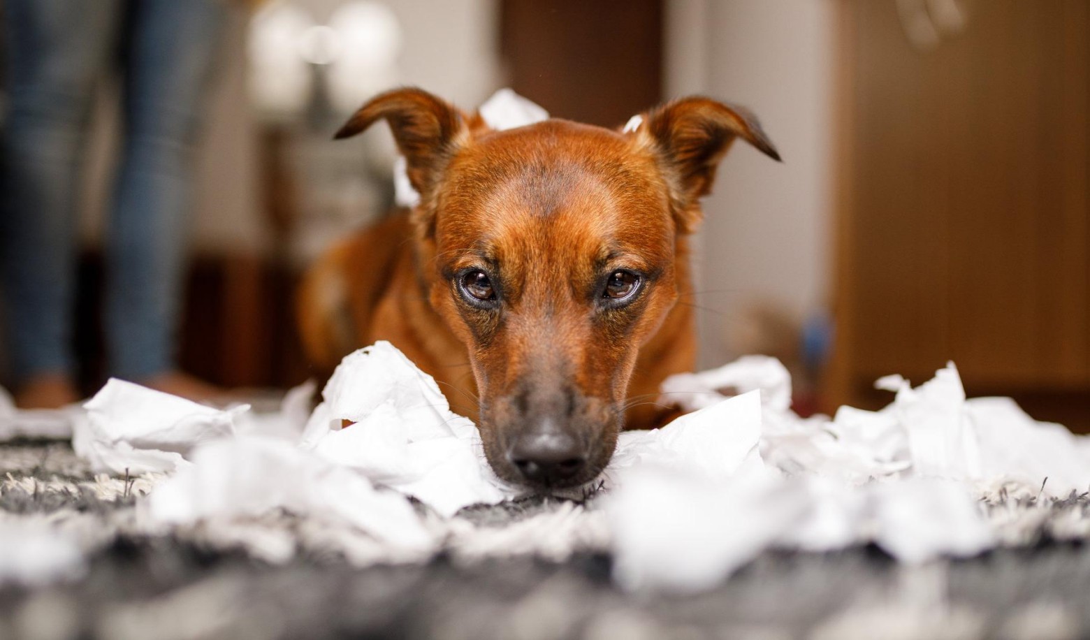 What does the puppy usually do when you are working outside?