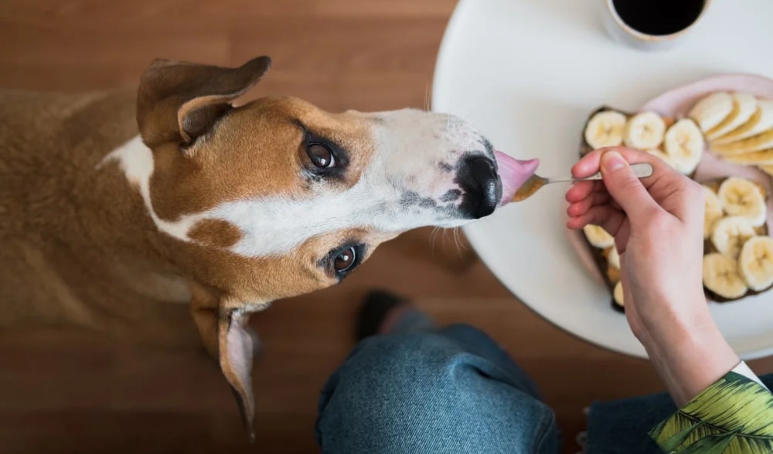 What does your dog do when you are eating?
