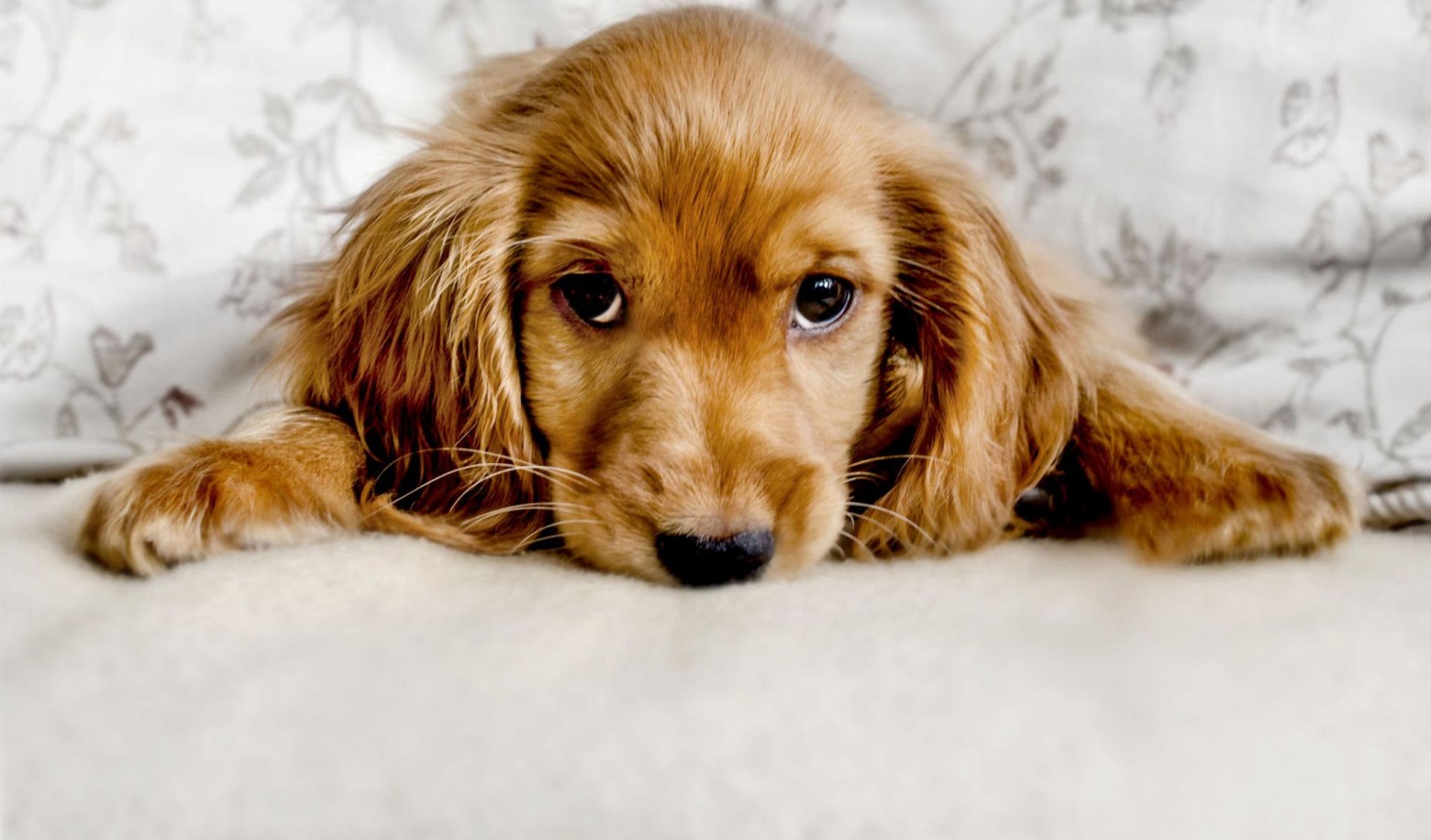 When you leave home, what does your dog usually do?