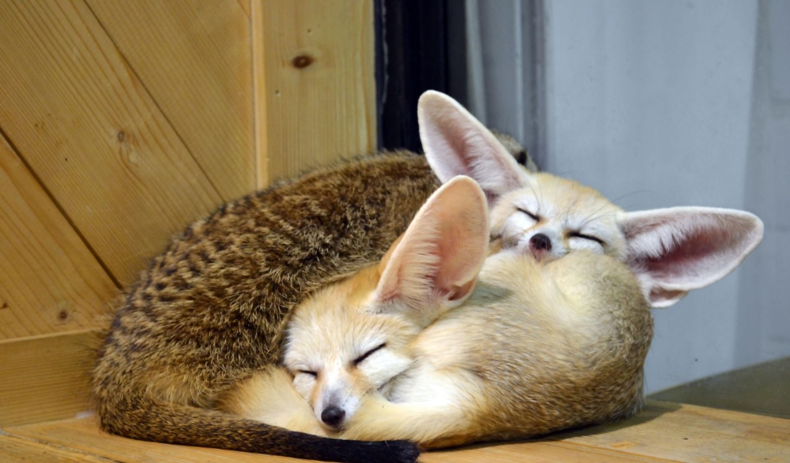 What are the most important traits you look for in a pet?