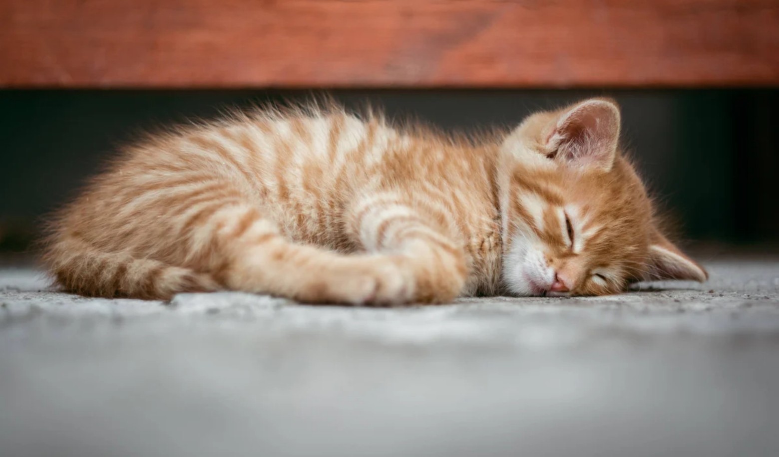 Does your cat sleep on your personal items?