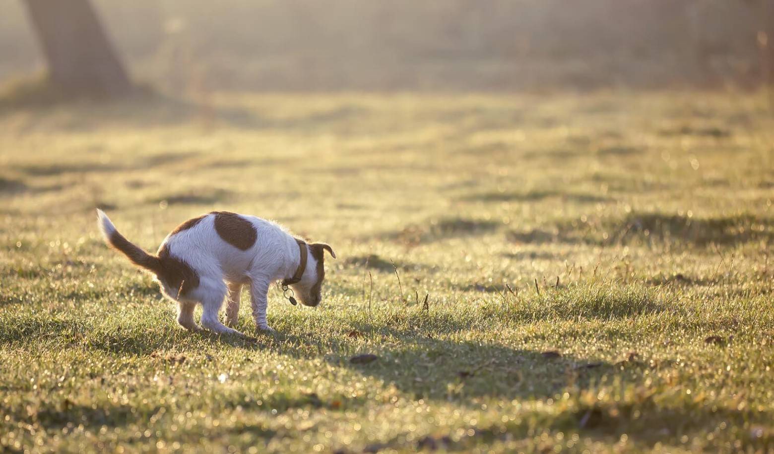 How often does your dog poop?