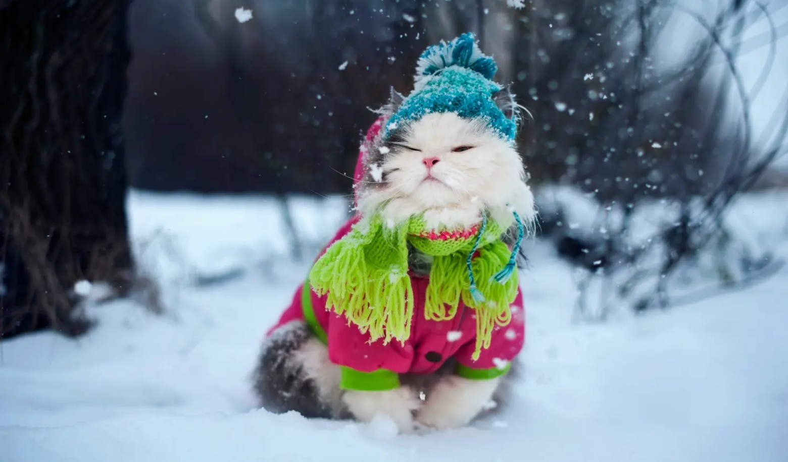 What is your favorite weather?