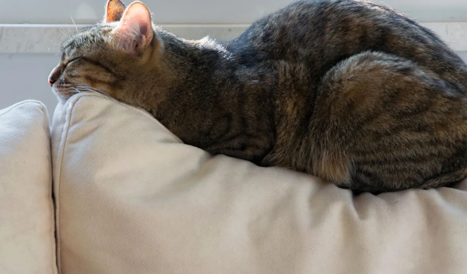 If your cat sleeps next to you, how does he sleep?