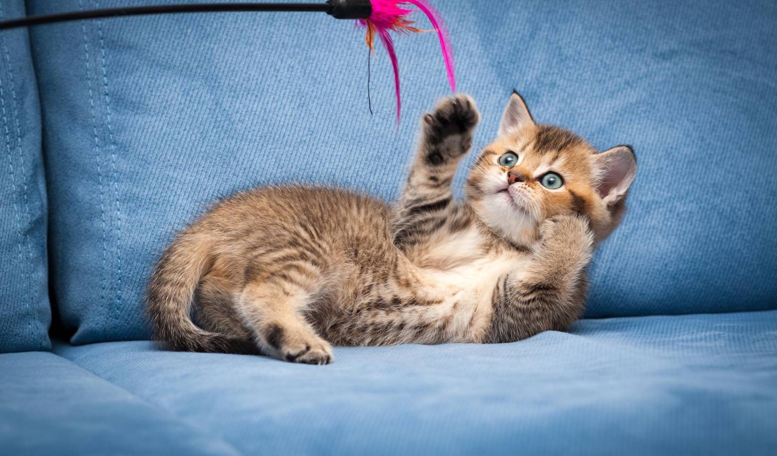 How does your cat react to new toys or objects?