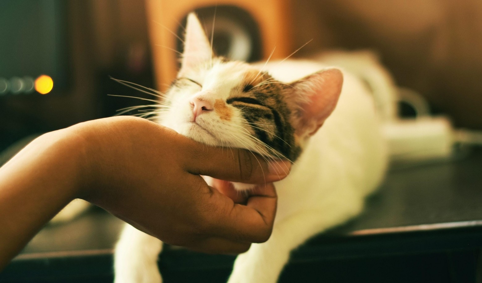 How often does your cat purr around you?