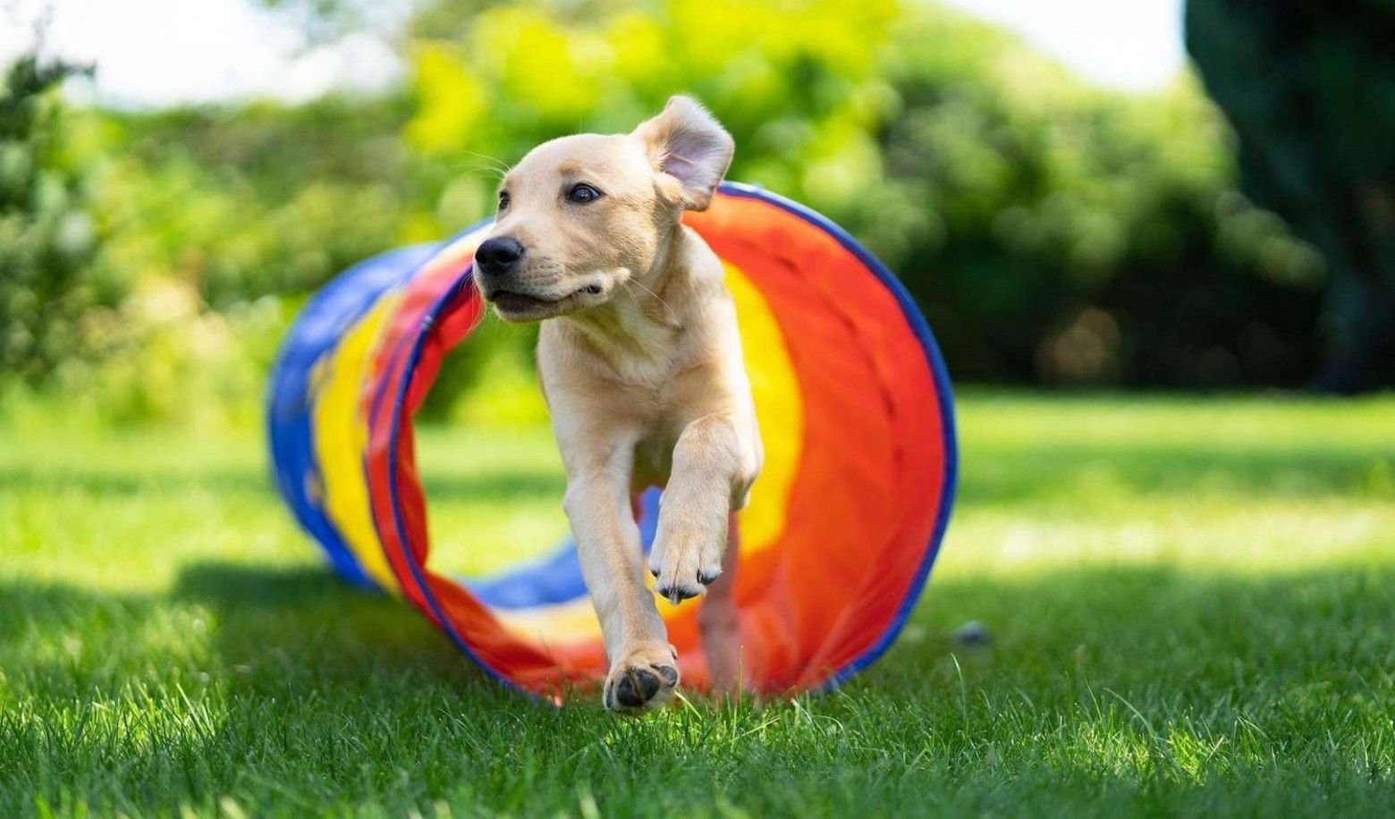 How often does your dog exercise?