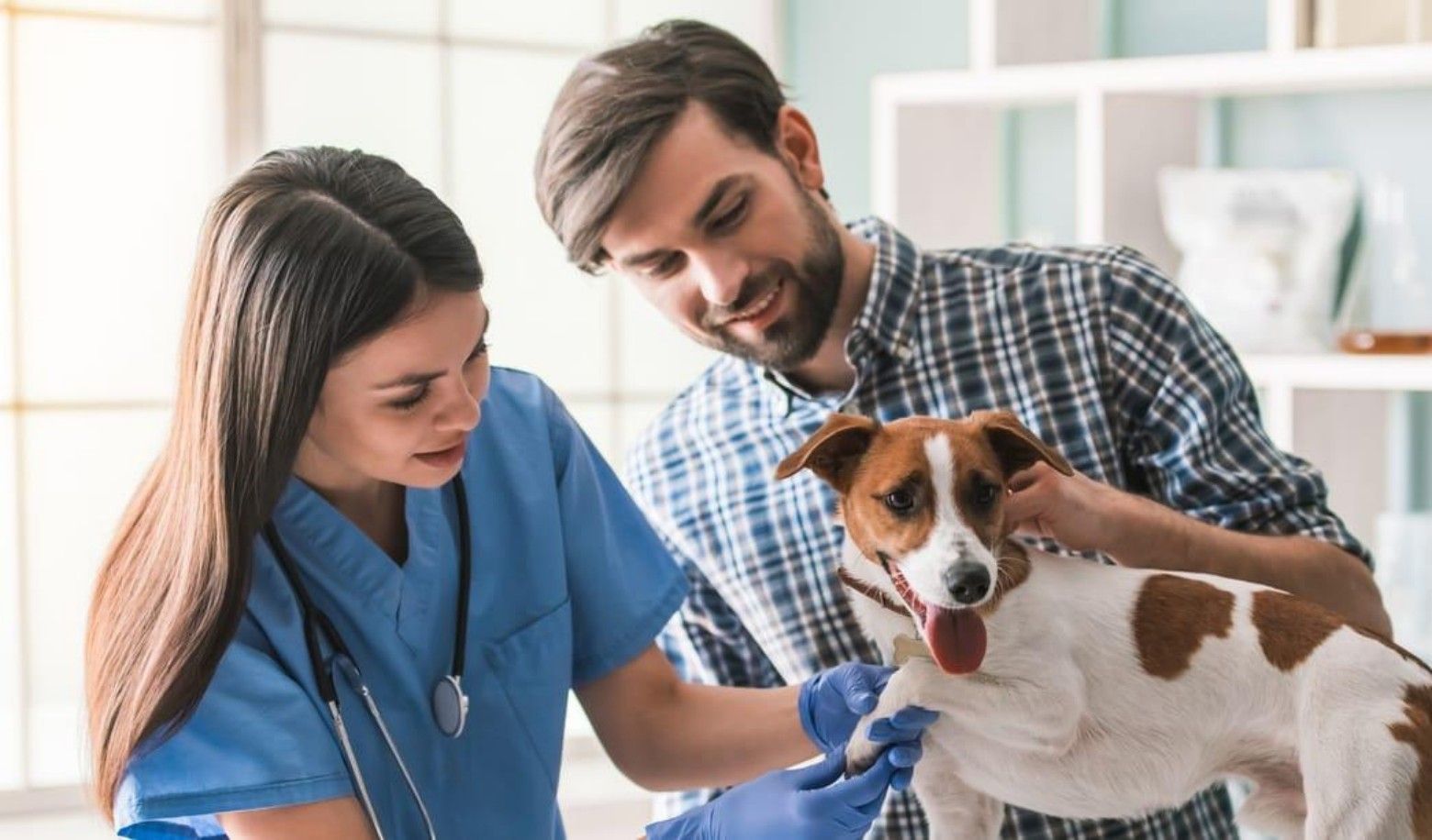 How often does your dog visit the vet for checkups?