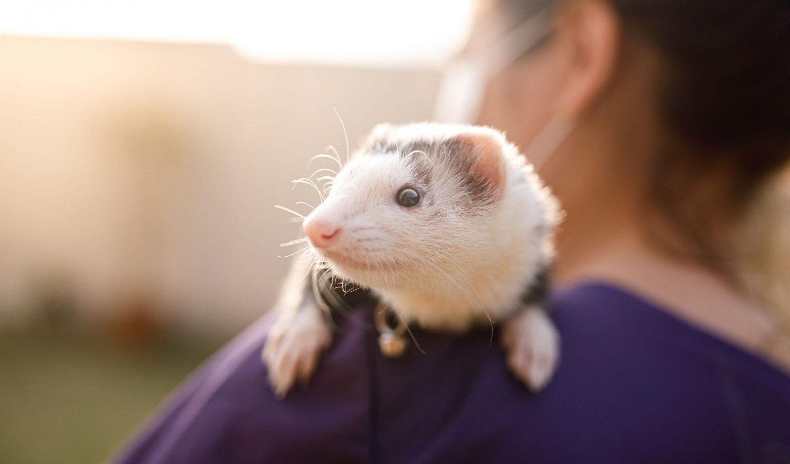 What do you think about pet maintenance?