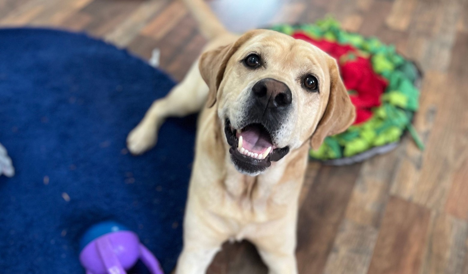 How does your dog react when you come home?
