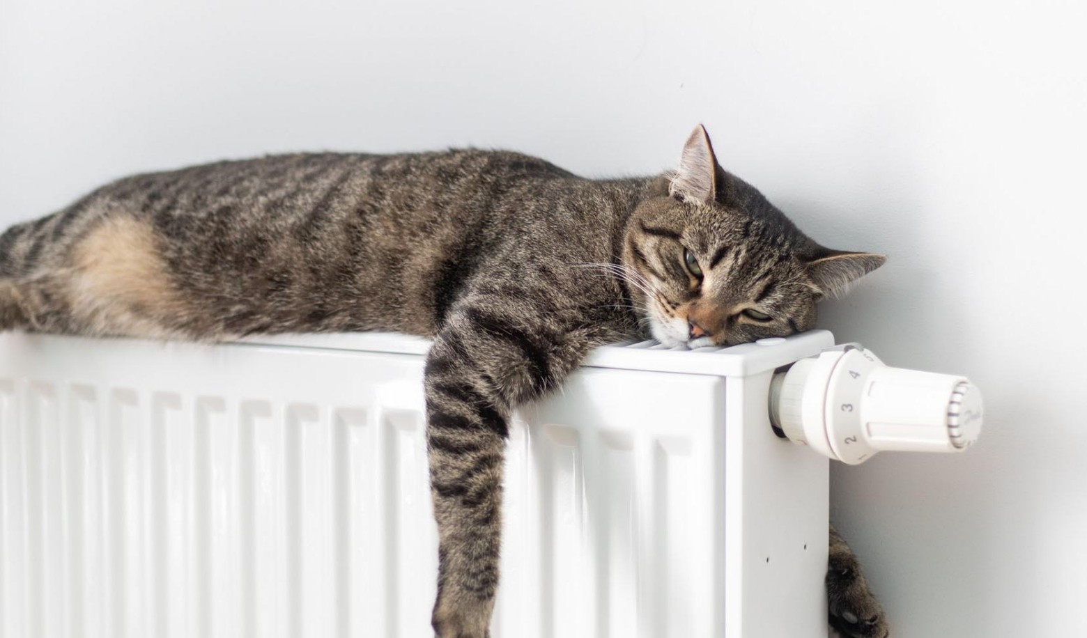 Where does your cat sleep most often?