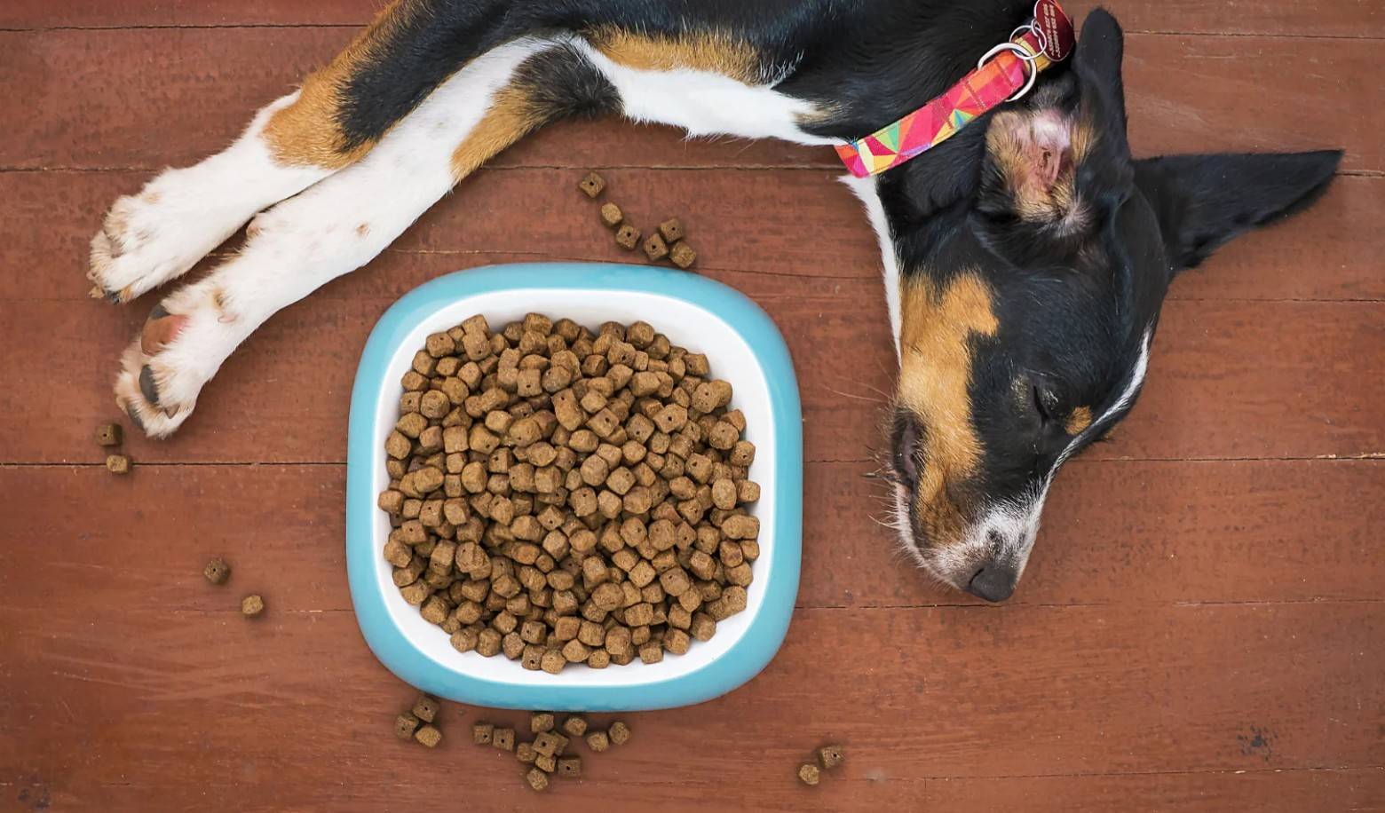 How does your dog react when you prepare food?