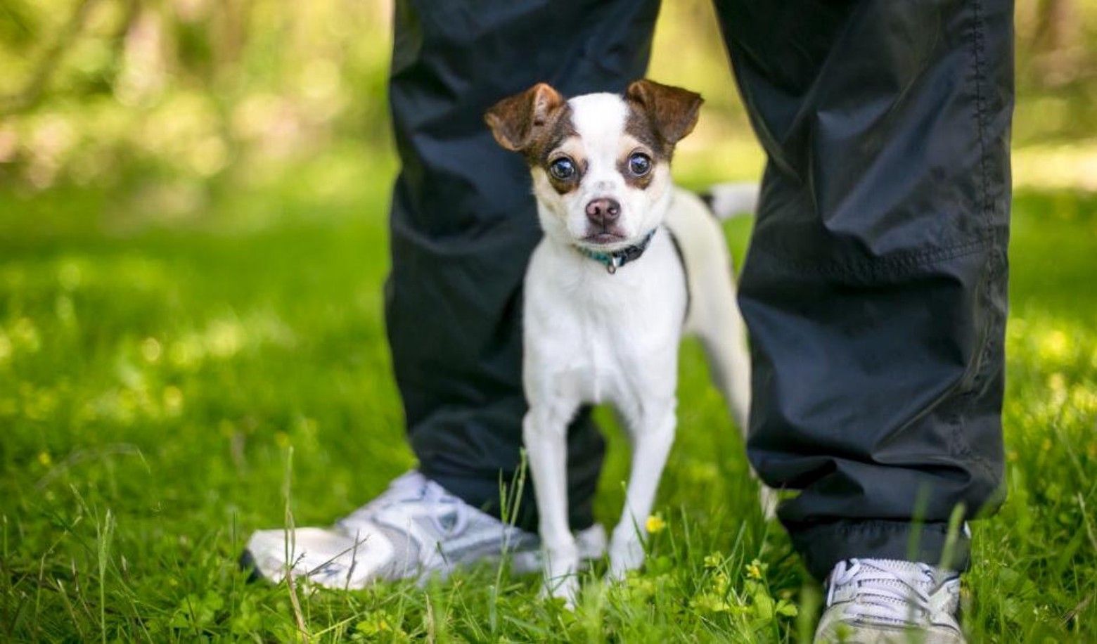 What does your puppy usually do when a stranger approaches?