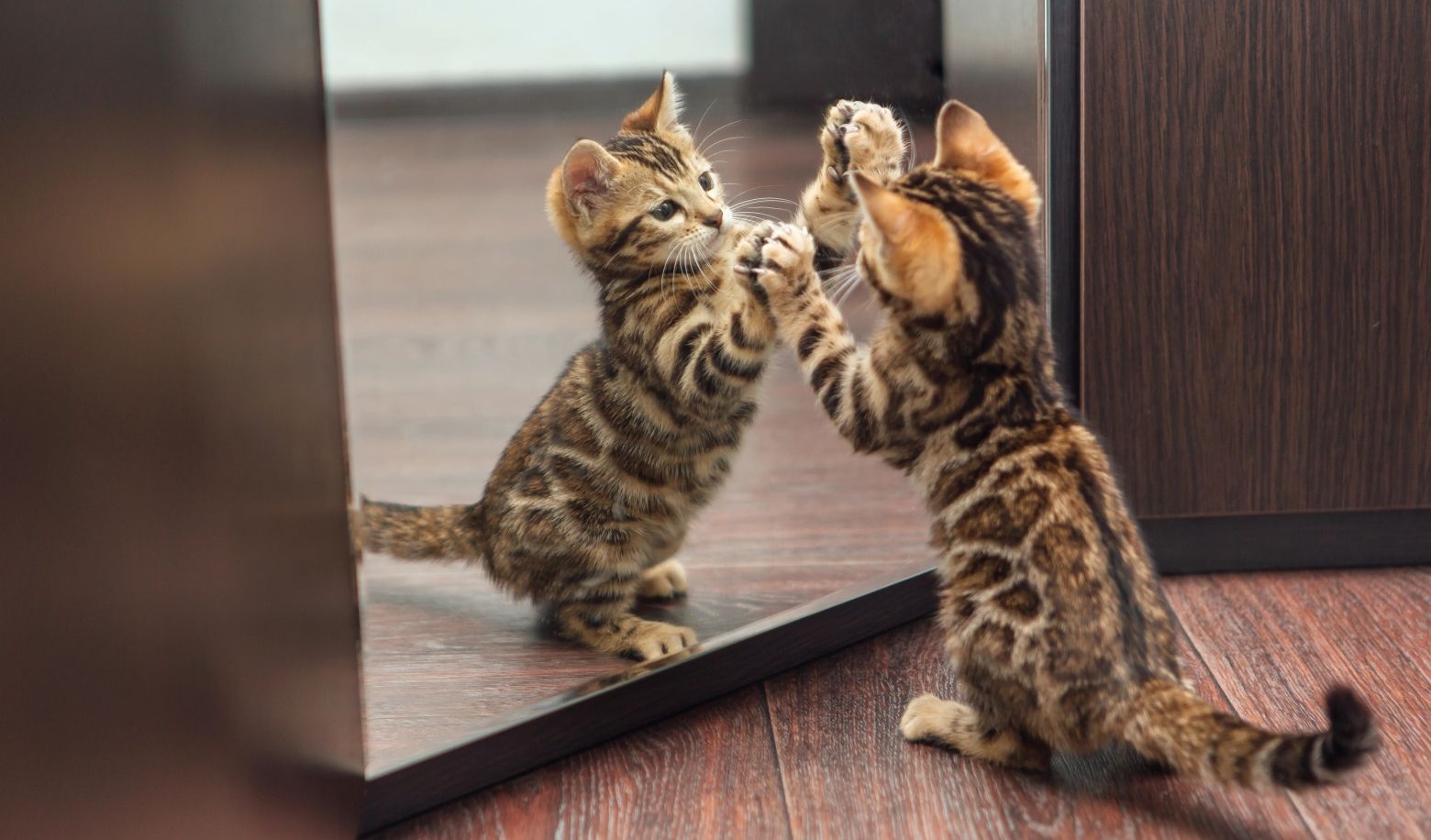 Does your cat recognize itself in the mirror?