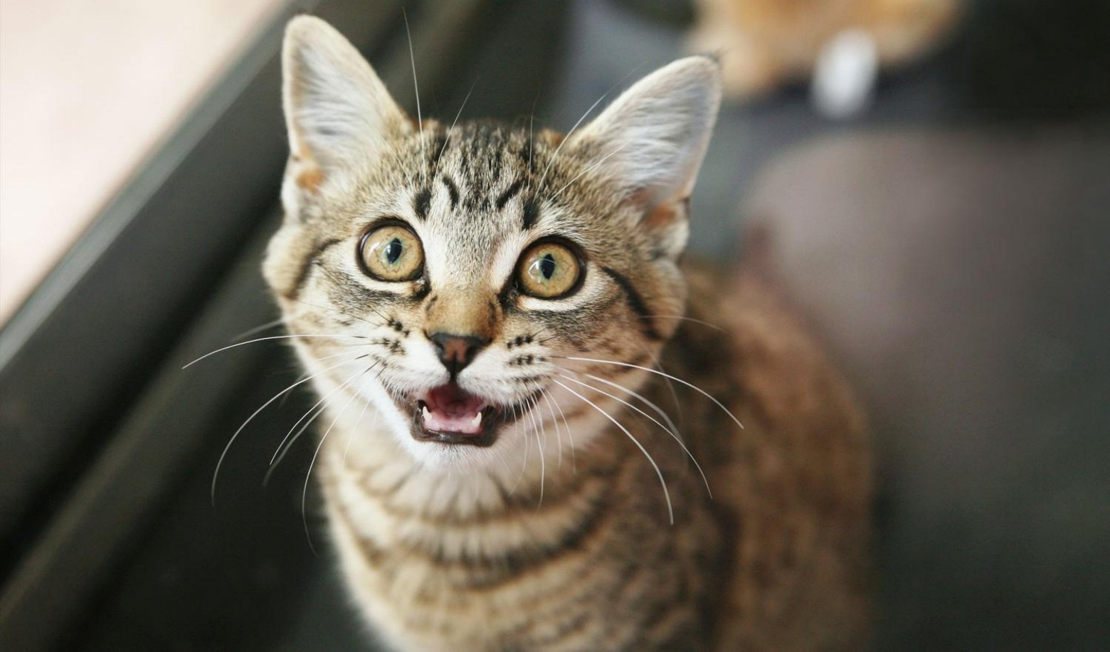 Does your cat respond when you call its name?