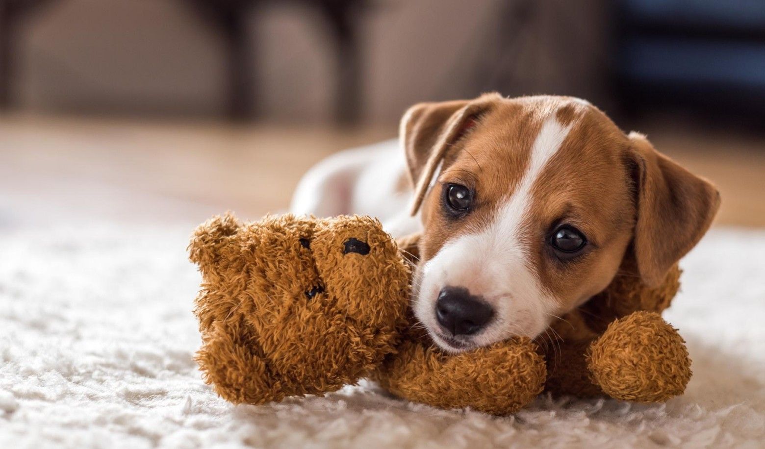 How does your dog react to new environments/situations?